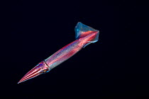 Japanese flying squid (Todarodes pacificus), one of the most abundant of the commercially valuable squid in the world, at night, off the island of Yap, Micronesia.