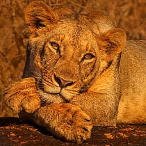 RF - Female African lion (Panthera leo) resting with paws crossed,  Lumo Conservancy, Kenya, Africa. (This image may be licensed either as rights managed or royalty free.)