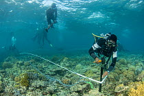 Professor Peter Harrison leading team to set up coral larvae distribution plots. Part of Coral IVF' team working on project to replenish heavily degraded sections of reef, Great Barrier Reef, Queensla...