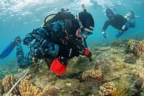 Professor Peter Harrison drilling a hole onto damaged reefs in the experiment plot to bolt in the tiles where the coral larvae will settle. Looking on is Dr. Simon Hartley Southern Cross University.Pa...