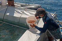 Researcher scooping coral spawned into buckets for the Coral Larvae Restoration Project - coral spawning science in the Great Barrier Reef - lead scientist Dr. Peter Harrison Southern Cross University...