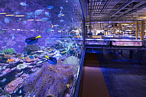 Regal tangs (Paracanthurus hepatus) and other fish and corals in aquarium tanks inside the Australian Institute of Marine Science Sea Simulator Research Facility, Cape Ferguson, Queensland, Australia....