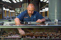 Senior Research Aquarist with Great Barrier Reef corals growing in aquarium at large research facility located near the sea, Australian Institute of Marine Science Sea Simulator, Cape Ferguson, Queens...