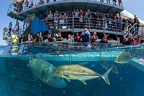 Tourists onboard Reef Magic Pontoon watching and photographing Humphead wrasse (Cheilinus undulatus) being fed, part of Coral Larval Restoration Project, Southern Cross University and James Cook Unive...