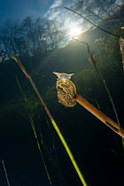 Ear pond snail (Lymnaea auricularia) balancing on the tip of a stem underwater, River Otter, Devon, England, UK.