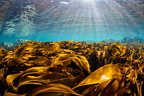 Bright sunrays and golden kelp in clear water, Shetland, Scotland, UK, North Sea. May.