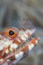 Reef lizardfish (Synodus variegatus) with a cleaner shrimp, probably Holthuis' anemone shrimp (Ancylomenes holthuisi), standing on its head, Negros Oriental, Philippines, Pacific Ocean.