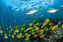 School of Stripeys (Microcanthus strigatus) swimming over reef,  Byron Bay, New South Wales, Australia, Pacific Ocean.