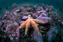 Seven-armed starfish (Luidia ciliaris) feeding on Common brittlestars (Ophiothrix fragilis) on the seabed, Shetland, Scotland, North Sea, UK. May.