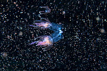 Hula skirt siphonophore (Physophora hydrostatica) in the midst of a thick zooplankton bloom, Shetland, Scotland, North Sea, UK. May.