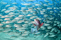 Large school of Spottail grunt (Haemulon maculicauda) surrounding a Mexican hogfish (Bodianus diplotaenia), Espiritu Santo Island, Sea of Cortez, Mexico.