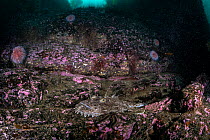 Anglerfish (Lophius piscatorius) camouflaged against the rocks on seabed, Shetland, Scotland, North Sea, UK. May.