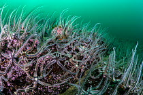Common brittlestars (Ophiothrix fragilis) covering the seabed. Shetland, Scotland, North Sea, UK. May.