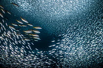 Amarillo snapper / Yellow Snapper (Lutjanus argentiventris) swimming through a large shoal of sardine (Clupeidae), Baja California Sur, Mexico. Sea of Cortez,.
