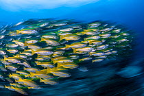 Bigeye snapper (Lutjanus lutjanus) school swimming in formation, Misool Marine Reserve, Raja Ampat, West Papua, Pacific Ocean.
