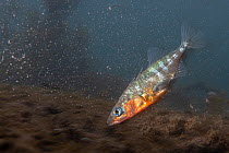 Male Three-spined stickleback (Gasterosteus aculeatus) showing breeding colouration, guarding its eggs which are hidden underground in an aerated nest, River Otter, Devon, England, UK.