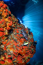 Moorish idol (Zanclus cornutus), Mexican hogfish (Bodianus diplotaenia), and pair of King angelfish (Holacanthus passer) over a colourful reef, Baja California Sur, Mexico, Sea of Cortez, Pacific Ocea...