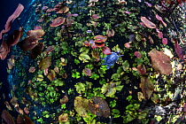 Red eared slider turtle (Trachemys scripta elegans) swimming through lily pads,  Cenote Aktun Ha, Yucatan, Mexico, Gulf of Mexico.