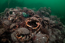 Aggregation of Spider crab (Maja squinado), Torbay, Devon, England, English Channel. UK. July.
