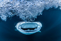 Whale shark (Rhincodon typus) creating a bubble vortex as it sucks in water and plankton while feeding, Baja California Sur, Mexico, Pacific Ocean.
