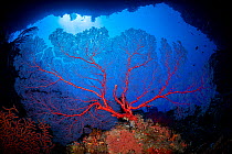 Large Red sea fan (Gorgonia sp.) growing at cavern entrance, Palau Micronesia, Pacific Ocean.