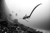 Pelagic thresher shark (Alopias pelagicus) at cleaning station with scuba divers watching from a distance, Cebu, Philippines, Pacific Ocean.