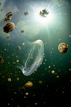 Moon jellyfish (Aurelia sp.) surrounded by Golden jellyfish (Mastigias sp.), Jellyfish Lake, Eil Malk Island, Palau, Micronesia.