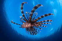 Red lionfish (Pterois volitans) swimming near water surface, Cebu, Philippines, Pacific Ocean.
