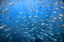 Yellowfin tuna (Thunnus albacares) school, Costa Rica, Pacific Ocean.