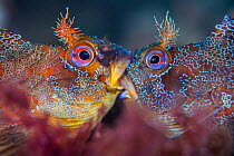 Two male Tompot blennies (Parablennius gattorugine) fighting during mating season, Swanage, Dorset, England, English Channel, UK. August.
