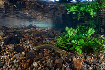 Brook lamprey (Lampetra planeri) swimming in shallow water looking for a nesting site, River Otter, Devon, England, UK.