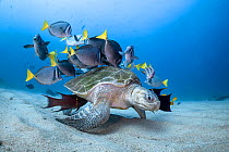 Olive ridley turtle (Lepidochelys olivacea) resting on seabed surrounded by  group of cleaner fish including Yellowtail surgeonfish (Prionurus punctatus), Mexican hogfish (Bodianus diplotaenia) and Ki...