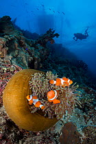 False clown fish (Amphiprion ocellaris) in anemone with scuba diver and bangka outrigger boat silhouetted in background, Negros Oriental, Philippines, Pacific Ocean.