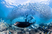 Male Californian sea lion (Zalophus californianus) swimming by wi as females and pups frolic around a baitball in the background, Baja California Sur, Mexico. Sea of Cortez, Gulf of California, East P...