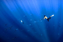 Subsistence spearfisherman hunting Yellowfin tuna (Thunnus albacares), Costa Rica, Central America, Pacific Ocean.  2020