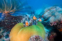 Three False clown anemonefish (Amphiprion ocellaris) in a balled up anemone, Mactan, Cebu, Philippines, Pacific Ocean.