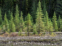 Engelmann spruce (Picea engelmannii) surrounded by Arctic cotton (Eriophorum callitrix) feathery seed heads, Jasper National Park, Alberta, Canada. September, 2021.