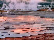 Grand Prismatic Geyser, Middle Geyser Basin, at sunrise, with steam filtering through the Lodgepole pines (Pinus contorta) in the background, Yellowstone National Park, USA, September, 2021.