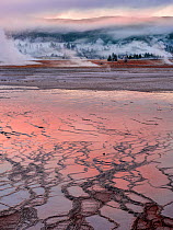 Grand Prismatic Geyser, Middle Geyser Basin, during a frigid sunrise, with steam filtering through the Lodgepole pines (Pinus contorta) in the background, Yellowstone National Park, USA, September, 20...