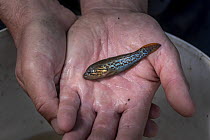 Southern purplespotted gudgeon (Mogurnda adspersa) held by researcher after capture in field before being placed into a tank, Kerang, Victoria, Australia. March 2021.