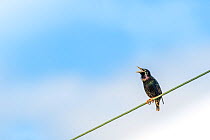 Common starling (Sturnus vulgaris) singing on power line / cable, Skenes Creek, Victoria, Australia. 2nd powerline bottom of burnt (overexposed) out. Cropped.