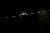 Ringtail possum (Pseudocheirus peregrinus) walking along power cable connected to a house at night, Brighton, Victoria, Australia.