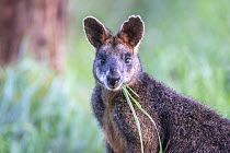 Swamp wallaby (Wallabia bicolor) eating grass, Wildlife Wonders, Apollo Bay, Victoria, Australia. August 2021. Taken in captivity (open wildlife sanctuary)