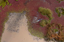 Aerial view of volunteers from Native Fish Australia) and Austral Research and Consulting checking bait traps by canoe for endangered Southern purple spotted gudgeon (Mogurnda adspersa). Part of capti...