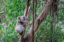 Koala (Phascolarctos cinereus) in Eucalypt tree (Eucalyptus sp.) Apollo Bay, Victoria, Australia.