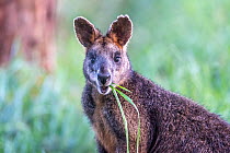 Swamp wallaby (Wallabia bicolor) chewing grass, Wildlife Wonders, Apollo Bay, Victoria, Australia. August 2021. Taken in captivity (open wildlife sanctuary) PR supplied.