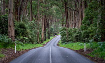Eucalypt rainforest along Otway Lighthouse Road, Cape Otway, The Otways, Victoria, Australia. April 2021.