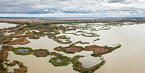 Aerial view of a section of Middle Reedy Lake with floating mats of Water fern (Azolla sp.) Tangled lignum (Duma florulenta) Reeds (Typha sp.) and Water primrose (Ludwigia peploides) Kerang, Victoria,...