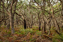 Brown stringybark (Eucalyptus baxteri) and Bracken fern (Pteridium esculentum) vegetation of Parker River Region, Great Otway National Park, Victoria, Australia. August 2021.