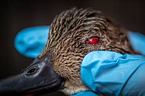 Grey teal (Anas gracilis) with pools of blood behind eye, shot and then rescued during Victoria's duck hunting season, later euthanised, Little Lake Buloke, Victoria, Australia.